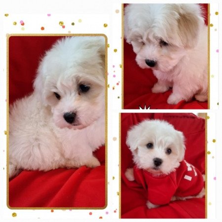 Havanese