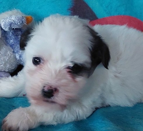 Bichon havanese