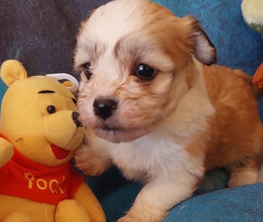 Bichon havanese