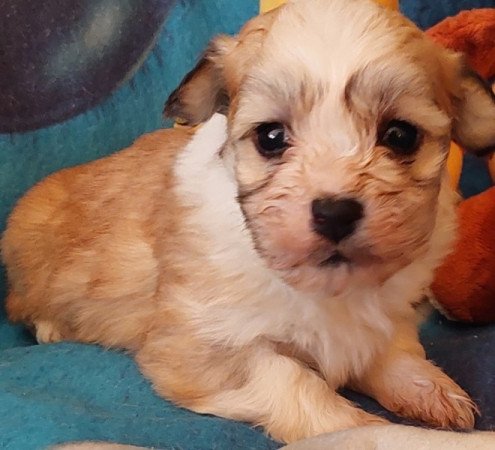 Bichon havanese