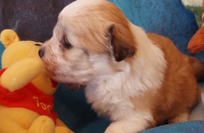 Bichon havanese