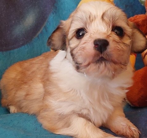 Bichon havanese