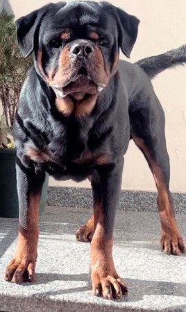 rottweiler