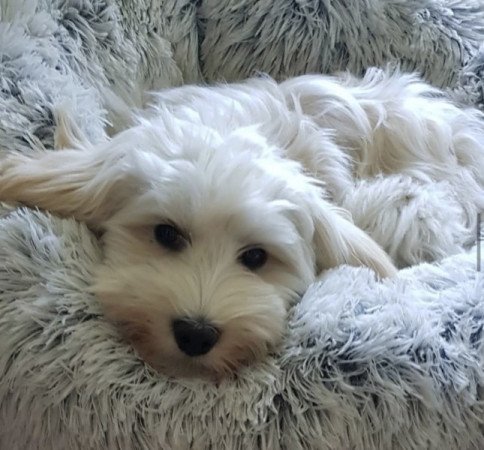 Bichon havanese