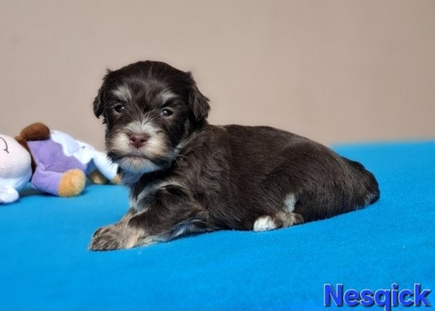 Bichon havanese