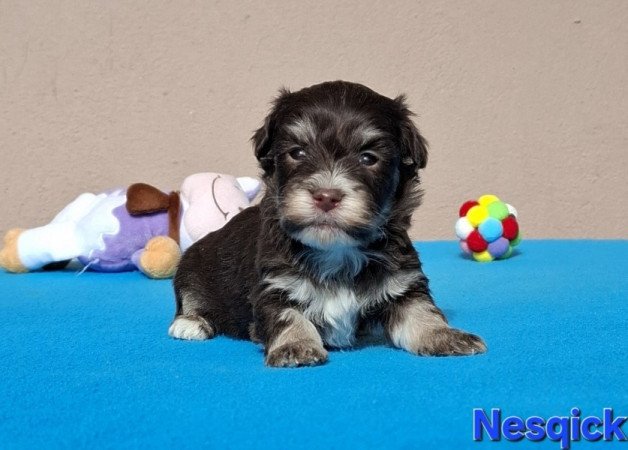 Bichon havanese