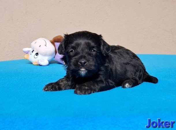 Bichon havanese