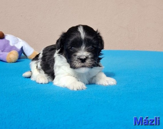 Bichon havanese