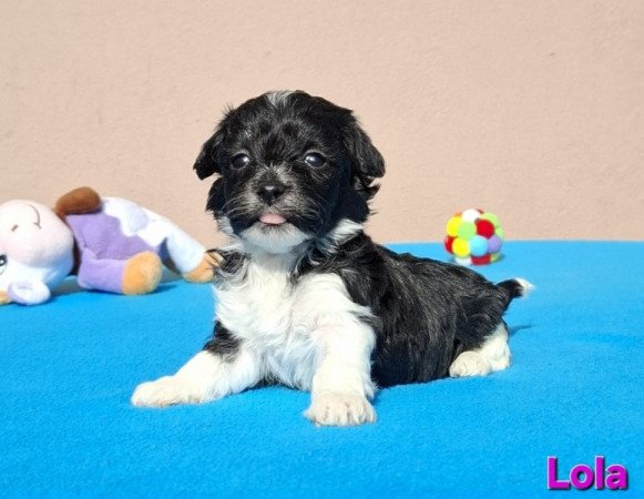 Bichon havanese