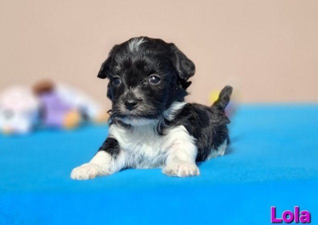 Bichon havanese