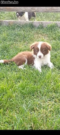 Border collie kiskutya