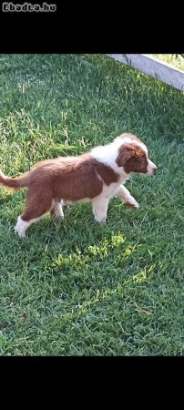 Border collie kiskutya