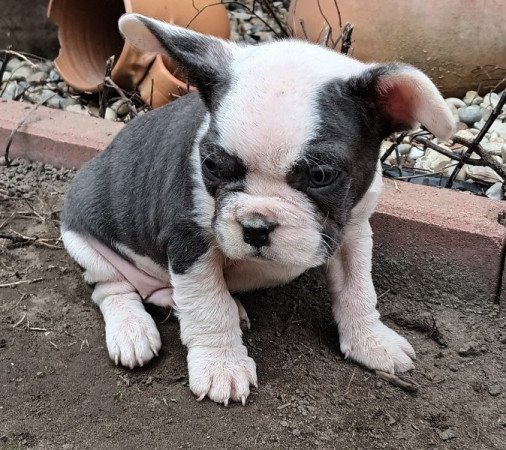 Francia bulldog