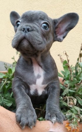 Francia bulldog