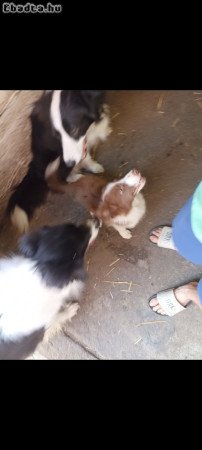 Border collie kiskutya