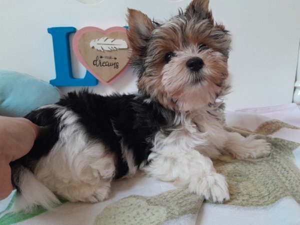 Biewer Yorkshire terrier