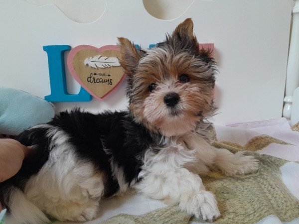 Biewer Yorkshire terrier