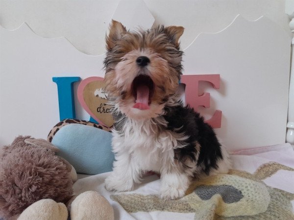 Biewer Yorkshire terrier