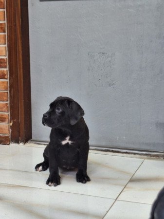 cane corso