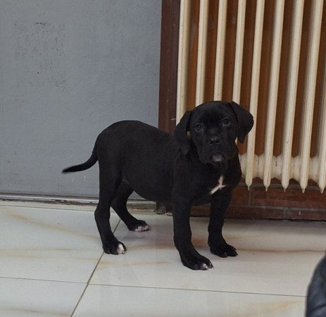 cane corso