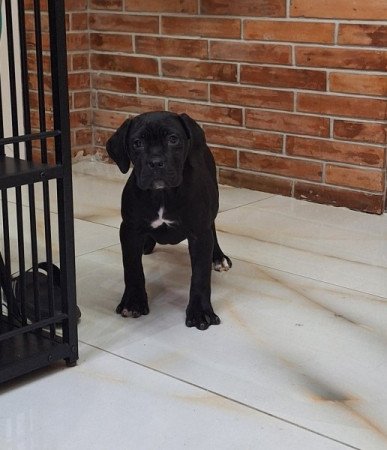 cane corso