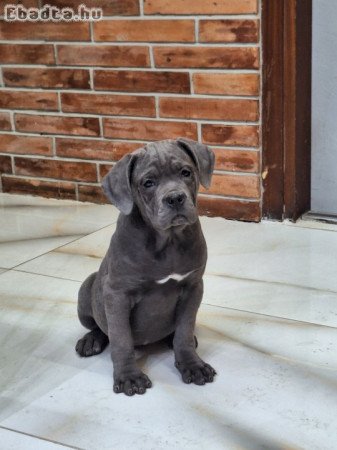 Cane corso szürke szuka kiskutya