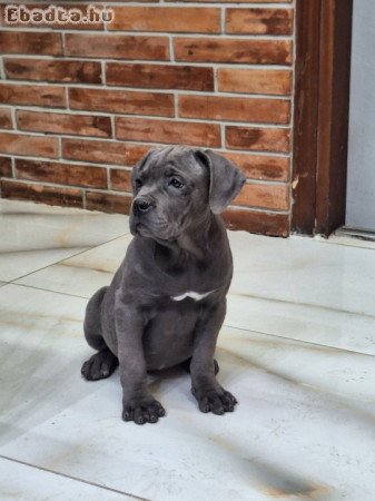 Cane corso szürke szuka kiskutya