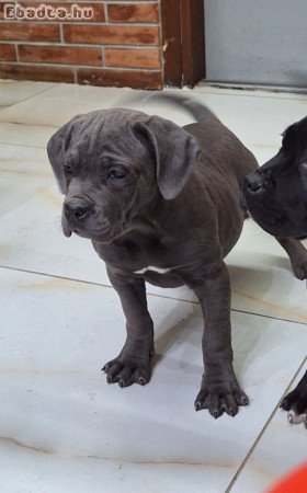 Cane corso szürke szuka kiskutya