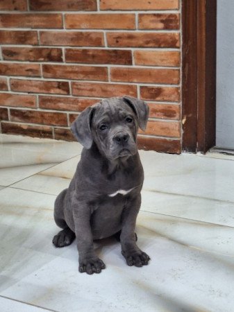 cane corso