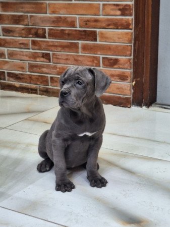 cane corso