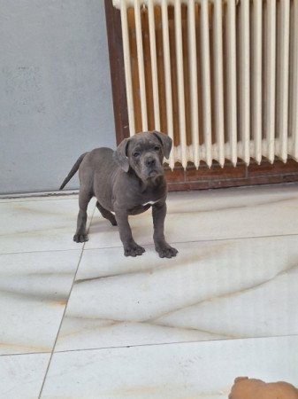 cane corso