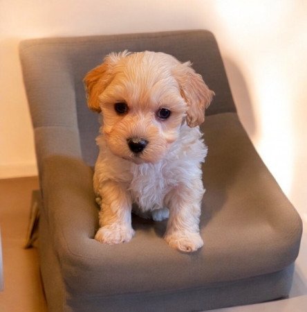 Maltipoo maltai es torpe uszkar