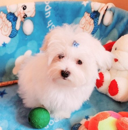 Bichon Havanese