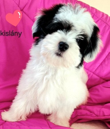 Havanese