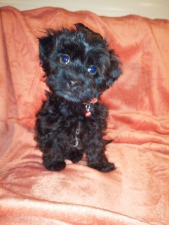 Bichon Havanese