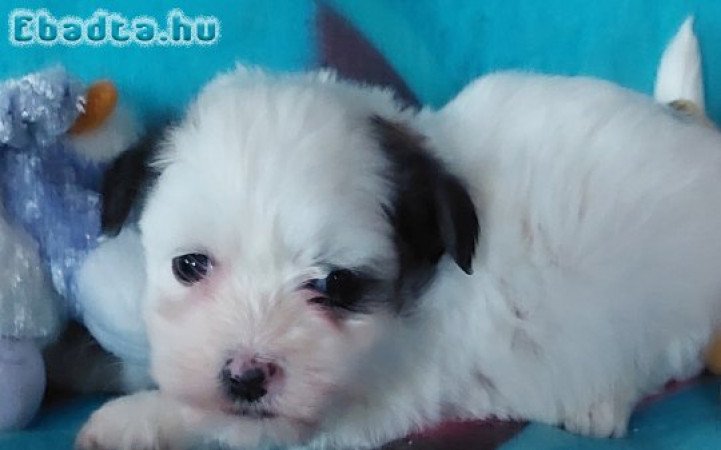 Bichon havanese a Balatonnál