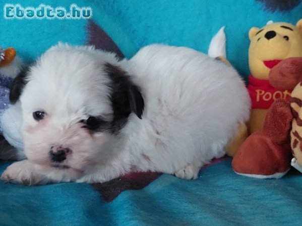 Bichon havanese a Balatonnál