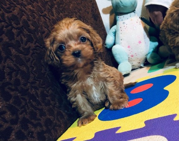 Cavapoo ( cavalier spániel X uszkár Toy Pudel)