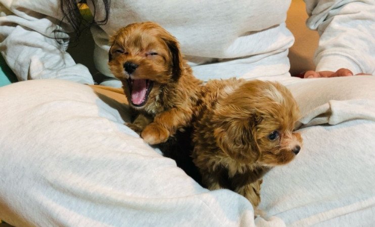 Cavapoo ( cavalier spániel X uszkár Toy Pudel)