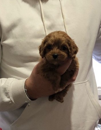Cavapoo ( cavalier spániel X uszkár Toy Pudel)