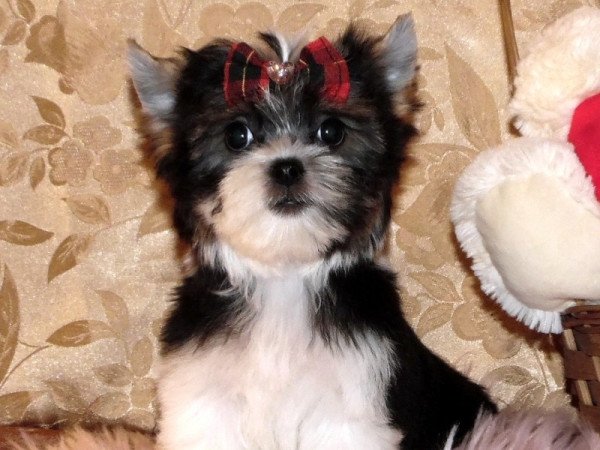 Biewer Yorkshire Terrier Yorki