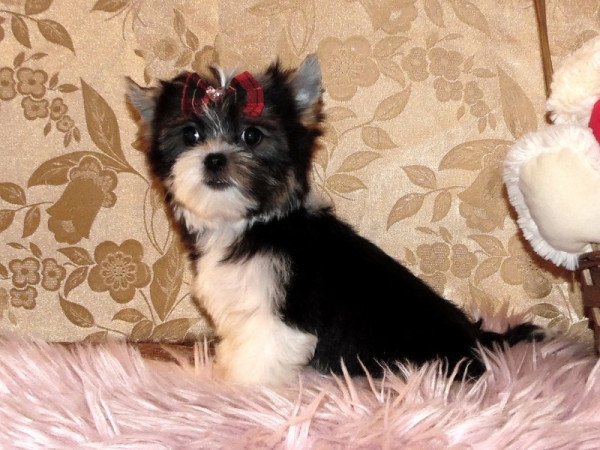 Biewer Yorkshire Terrier Yorki