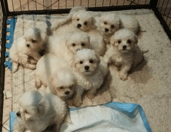 Bichon Havanese