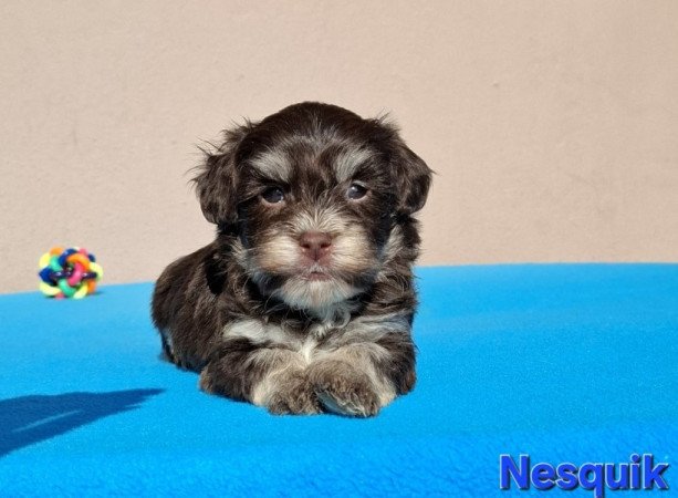 Bichon havanese