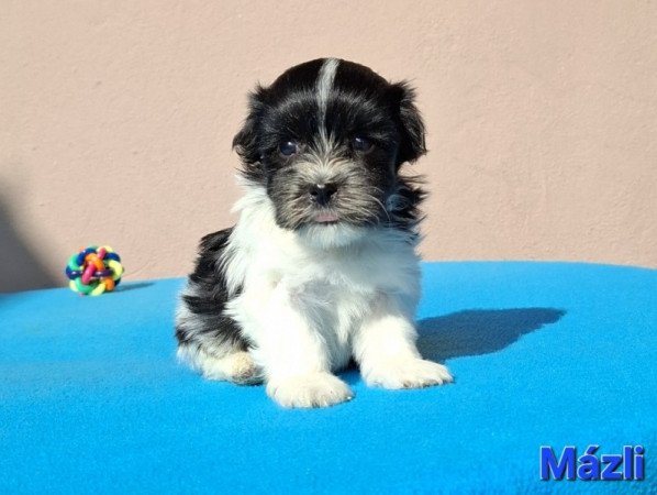 Bichon havanese