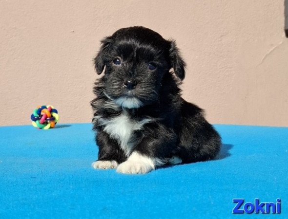 Bichon havanese