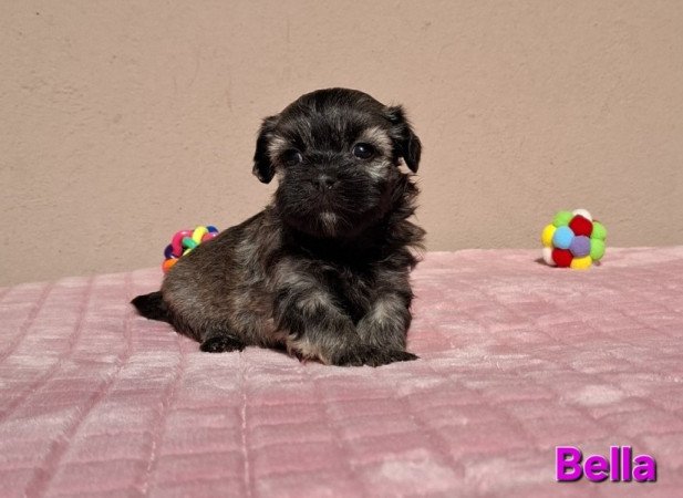 Bichon havanese