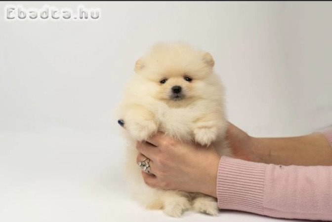 Pomeranian puppies-top litter