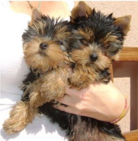 Yorkshire terrier