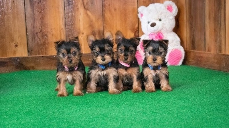 Yorkshire terrier